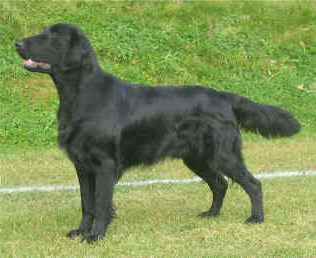 Almanza Scene Stealer