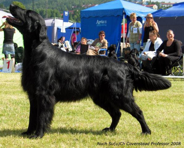 Covenstead Professor