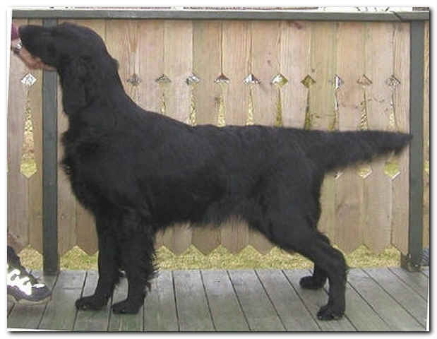 Fab Four's Feel Free