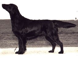 Almanza Exotic Fruit Daiquiri