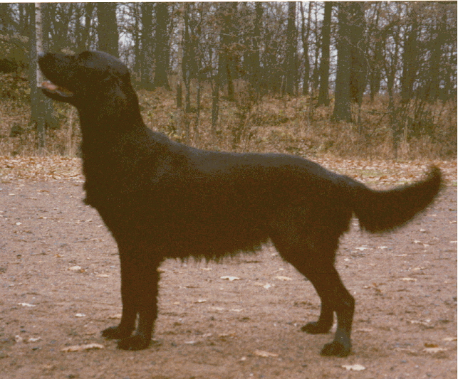 Björshults Kat-a-strof