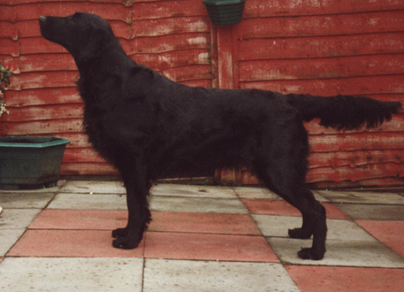 Branchalwood Benalisky