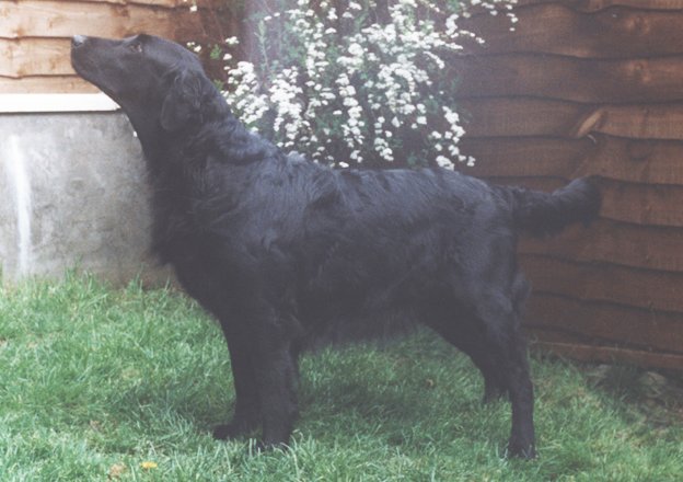 Branchalwood Fionnlighe