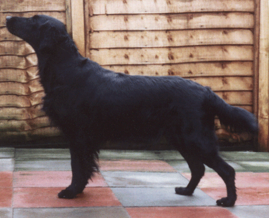 Branchalwood Isle Of Gigha