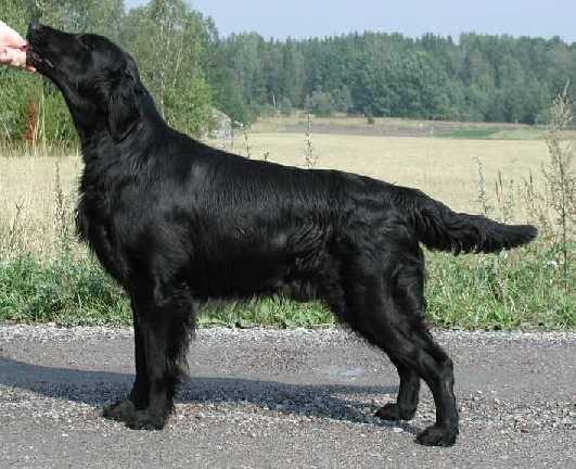 Cariena's Thirtyfour-Four