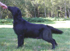 Flatterhaft Nissan Micra