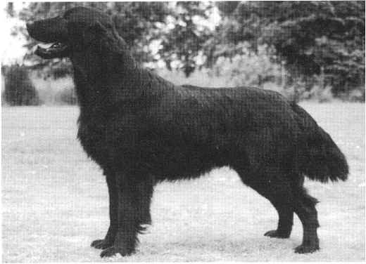 Workables Jansons Frestelse