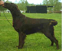 Almanza Playing With Fire