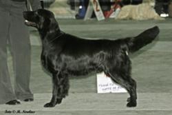 Almanza Pull The Trigger