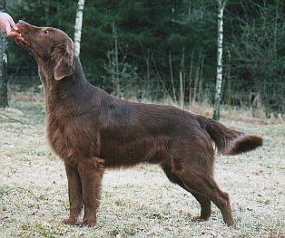 Flatterhaft Cinnamon