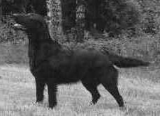 Flatterhaft Crawling Crab