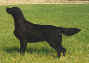 Flatterhaft Formula Fox