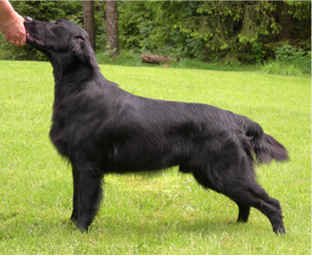 Flatterhaft Funny Fly