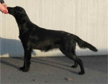 Flatterhaft Love Of My Life