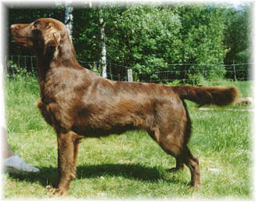 Flatterhaft Svenska Erotiken