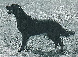 Flatterhaft Swedish Erotica