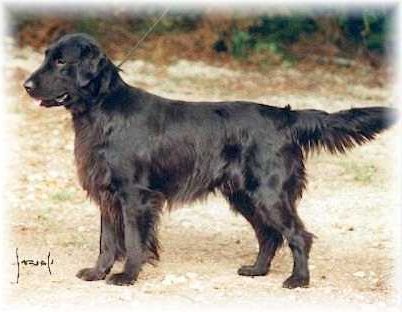 Ryegates's Son Of A Gun